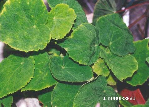 Begonia aliceclarkae — Wikipédia